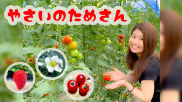 【やさいのタメさん】地域密着のトマト&いちご農家に行ってみた！
